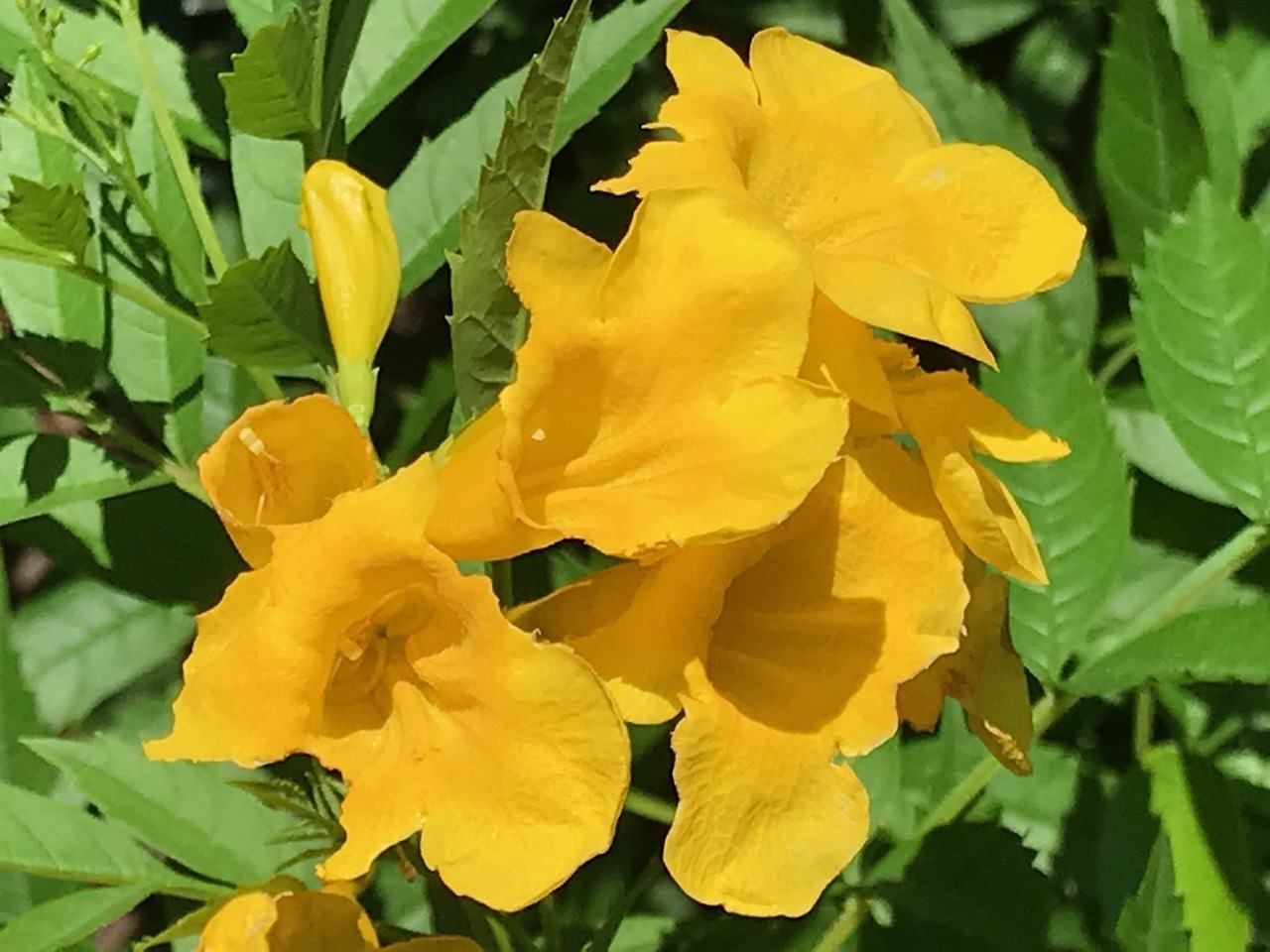 Tecoma stans